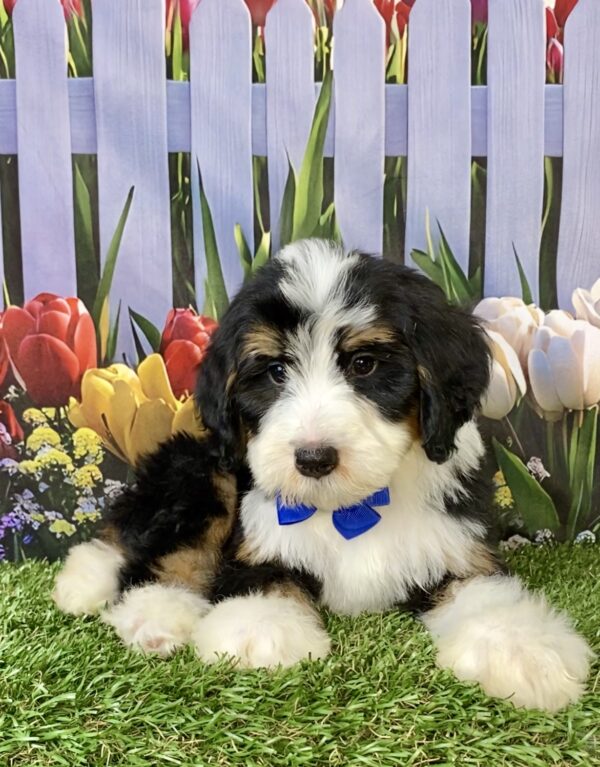 Photo of Mr. Spark the F2 Mini-Bernedoodle puppy