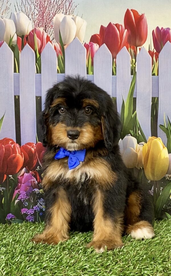 Photo of Mr. Titan the Mini-Bernedoodle puppy