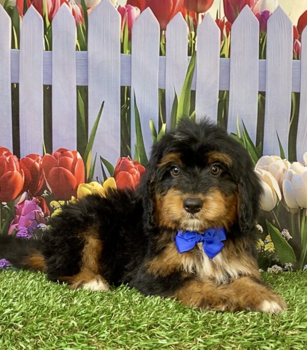 Photo of Mr. Titan the Mini-Bernedoodle puppy