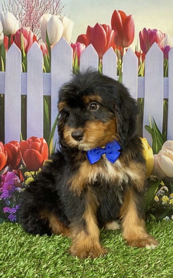 Photo of Mr. Titan the Mini-Bernedoodle puppy