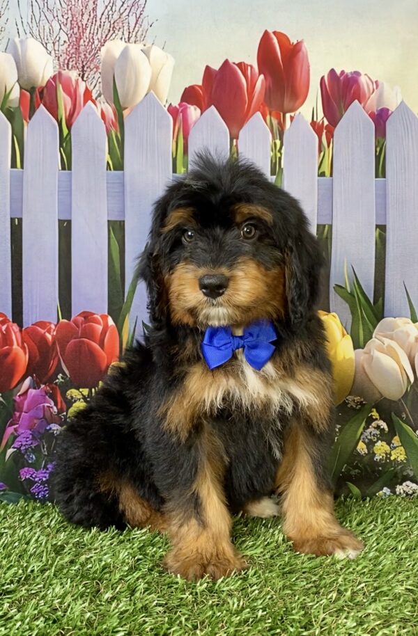 Mr. Titan the  Mini-Bernedoodle puppy