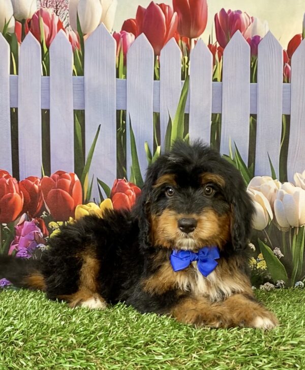 Photo of Mr. Titan the Mini-Bernedoodle puppy