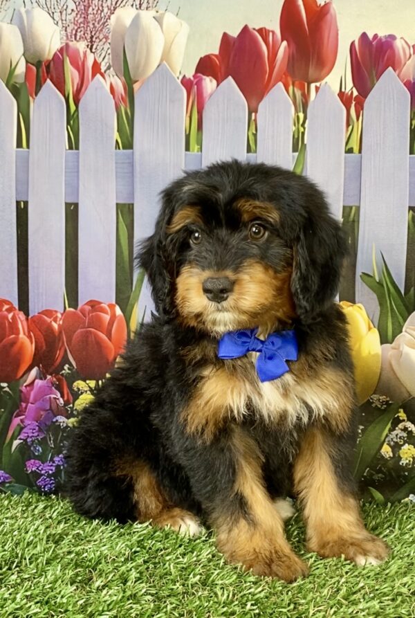 Photo of Mr. Titan the Mini-Bernedoodle puppy