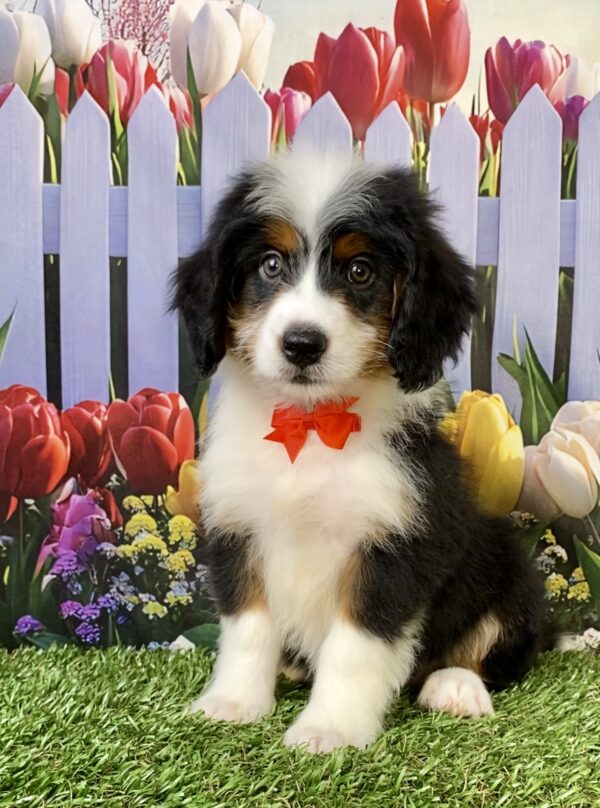 Photo of Mr. Toyota the Mini-Bernedoodle puppy