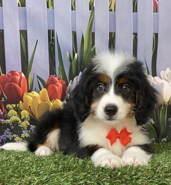 Photo of Mr. Toyota the Mini-Bernedoodle puppy
