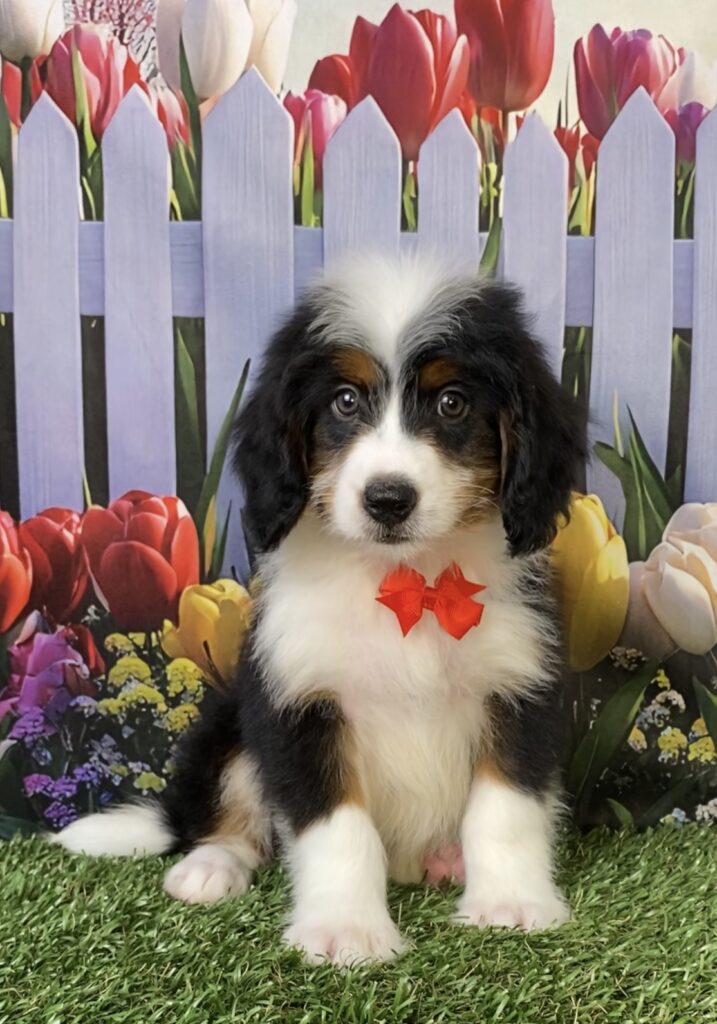 Photo of Mr. Toyota the Mini-Bernedoodle puppy