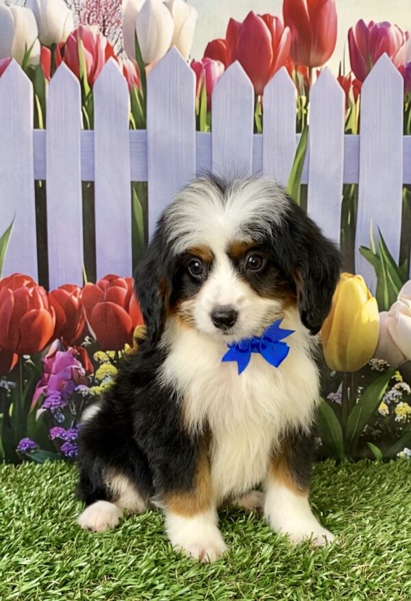 Mr. Travis the  Mini-Bernedoodle puppy
