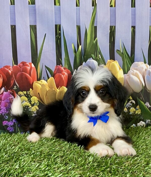 Photo of Mr. Travis the Mini-Bernedoodle puppy
