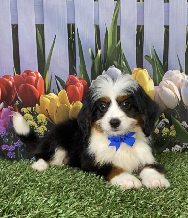 Photo of Mr. Travis the Mini-Bernedoodle puppy