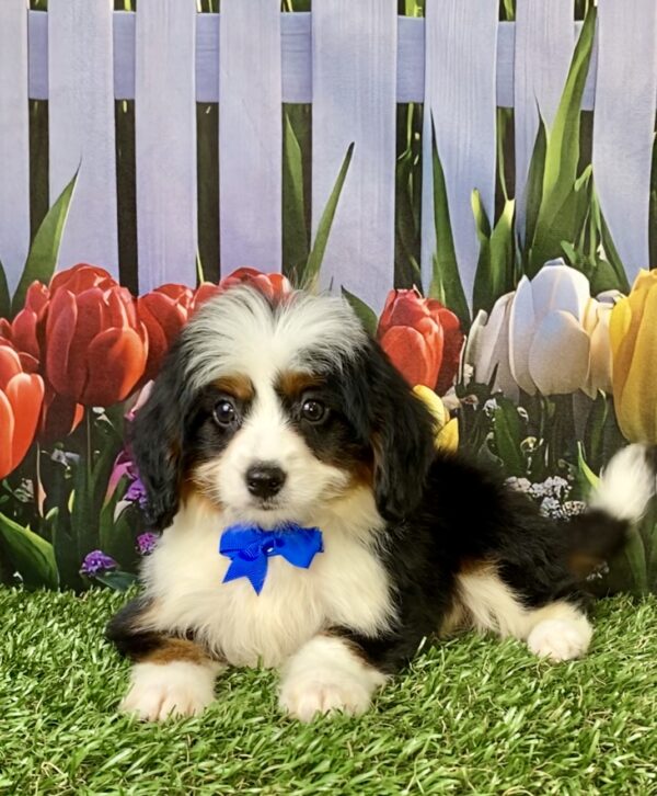 Photo of Mr. Travis the Mini-Bernedoodle puppy