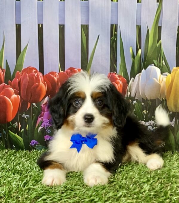 Photo of Mr. Travis the Mini-Bernedoodle puppy