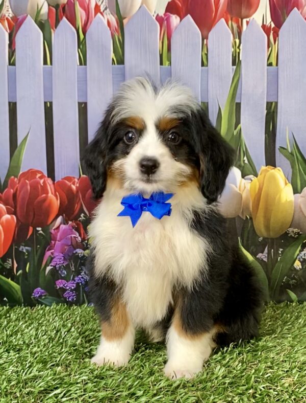 Photo of Mr. Travis the Mini-Bernedoodle puppy