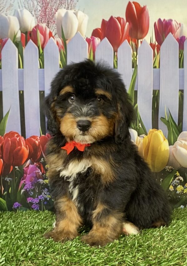 Mr. Trenton the  Mini-Bernedoodle puppy