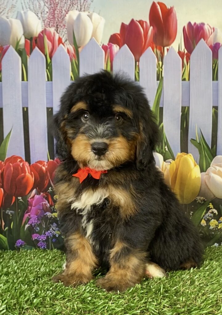 Photo of Mr. Trenton the Mini-Bernedoodle puppy