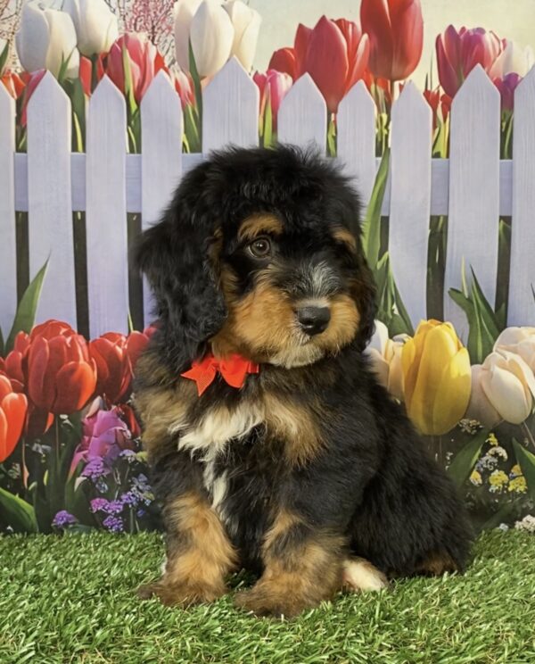 Photo of Mr. Trenton the Mini-Bernedoodle puppy