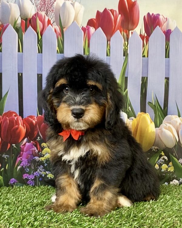 Photo of Mr. Trenton the Mini-Bernedoodle puppy