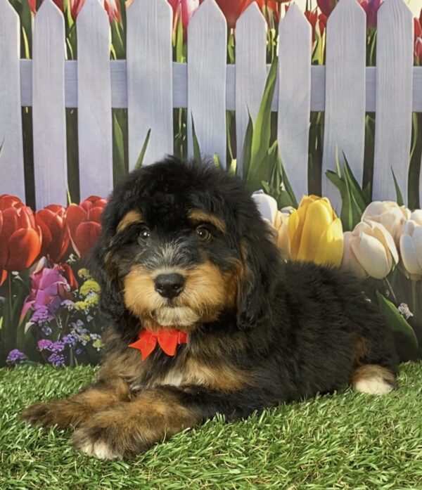 Photo of Mr. Trenton the Mini-Bernedoodle puppy