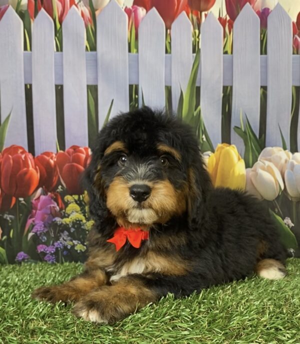 Photo of Mr. Trenton the Mini-Bernedoodle puppy