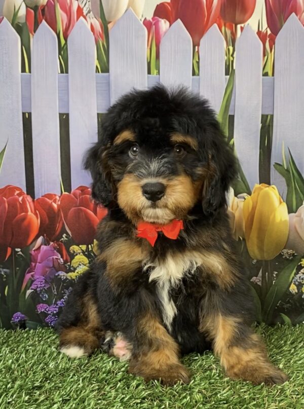 Photo of Mr. Trenton the Mini-Bernedoodle puppy