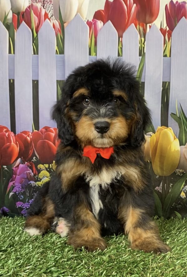 Photo of Mr. Trenton the Mini-Bernedoodle puppy