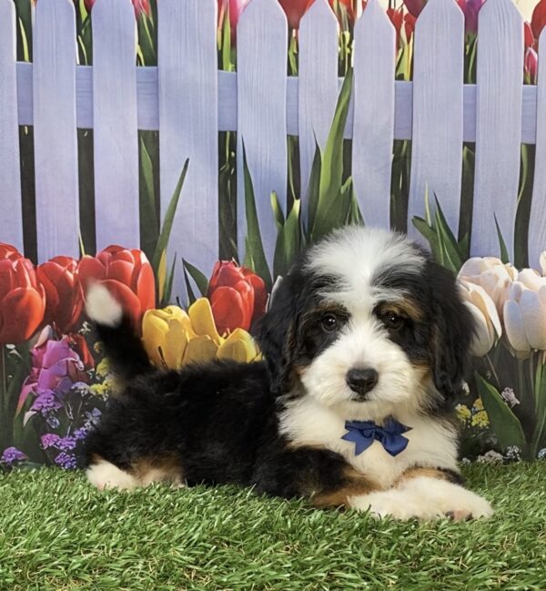 Photo of Mr. Tyler the Mini-Bernedoodle puppy