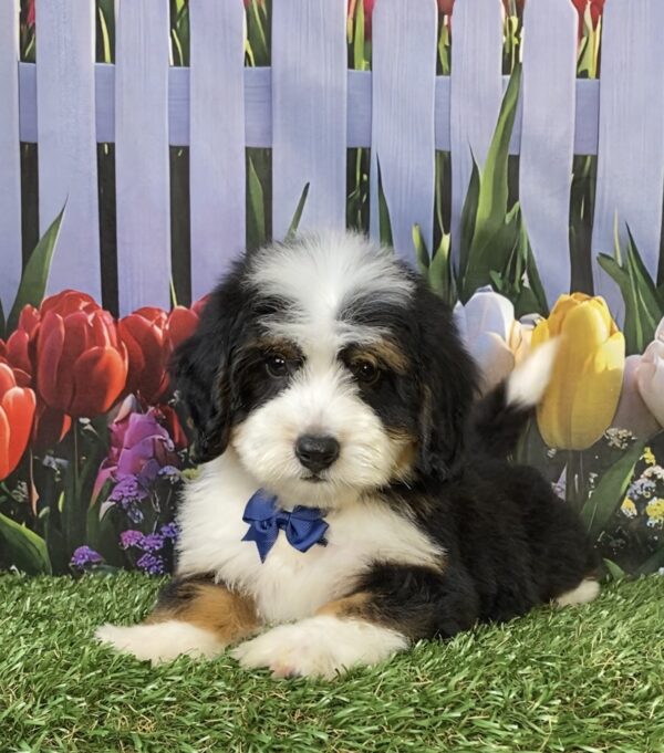 Photo of Mr. Tyler the Mini-Bernedoodle puppy