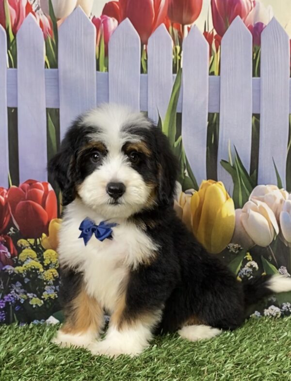 Photo of Mr. Tyler the Mini-Bernedoodle puppy