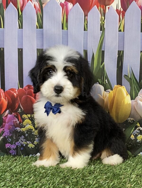 Mr. Tyler the  Mini-Bernedoodle puppy