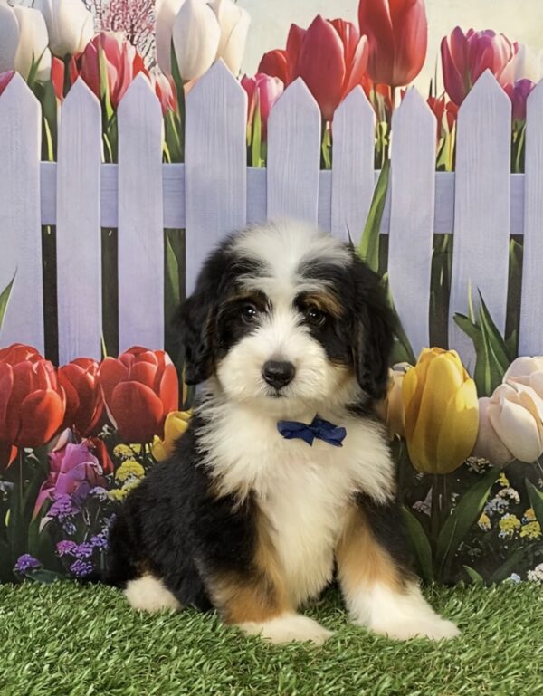 Photo of Mr. Tyler the Mini-Bernedoodle puppy