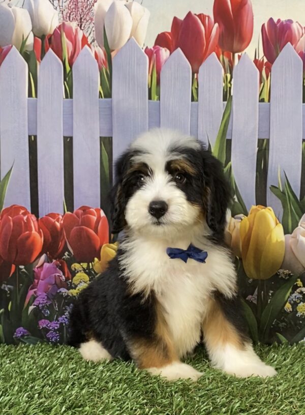 Photo of Mr. Tyler the Mini-Bernedoodle puppy