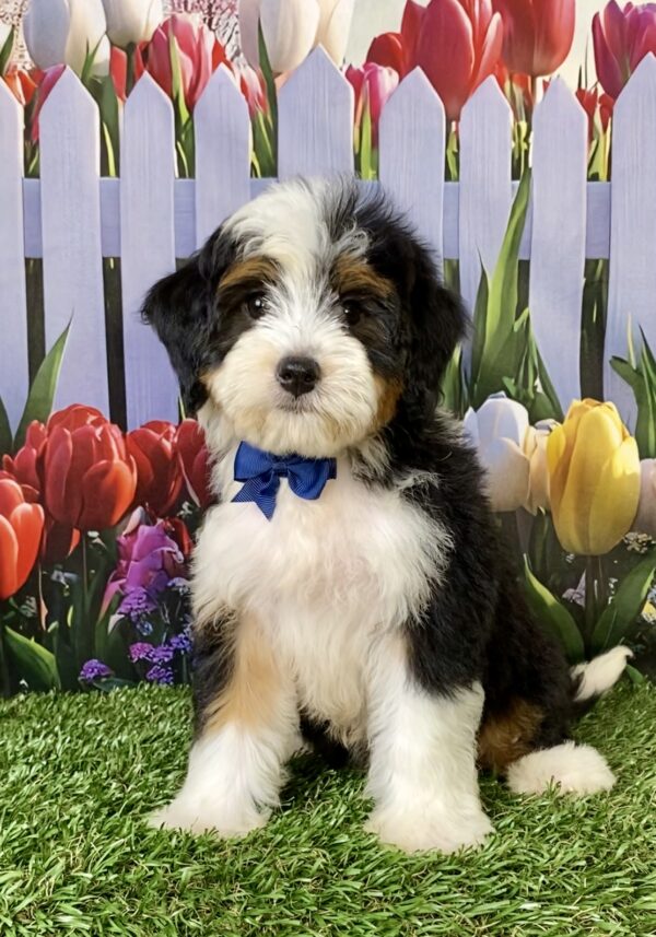 Photo of Mr. Wade the Mini-Bernedoodle puppy