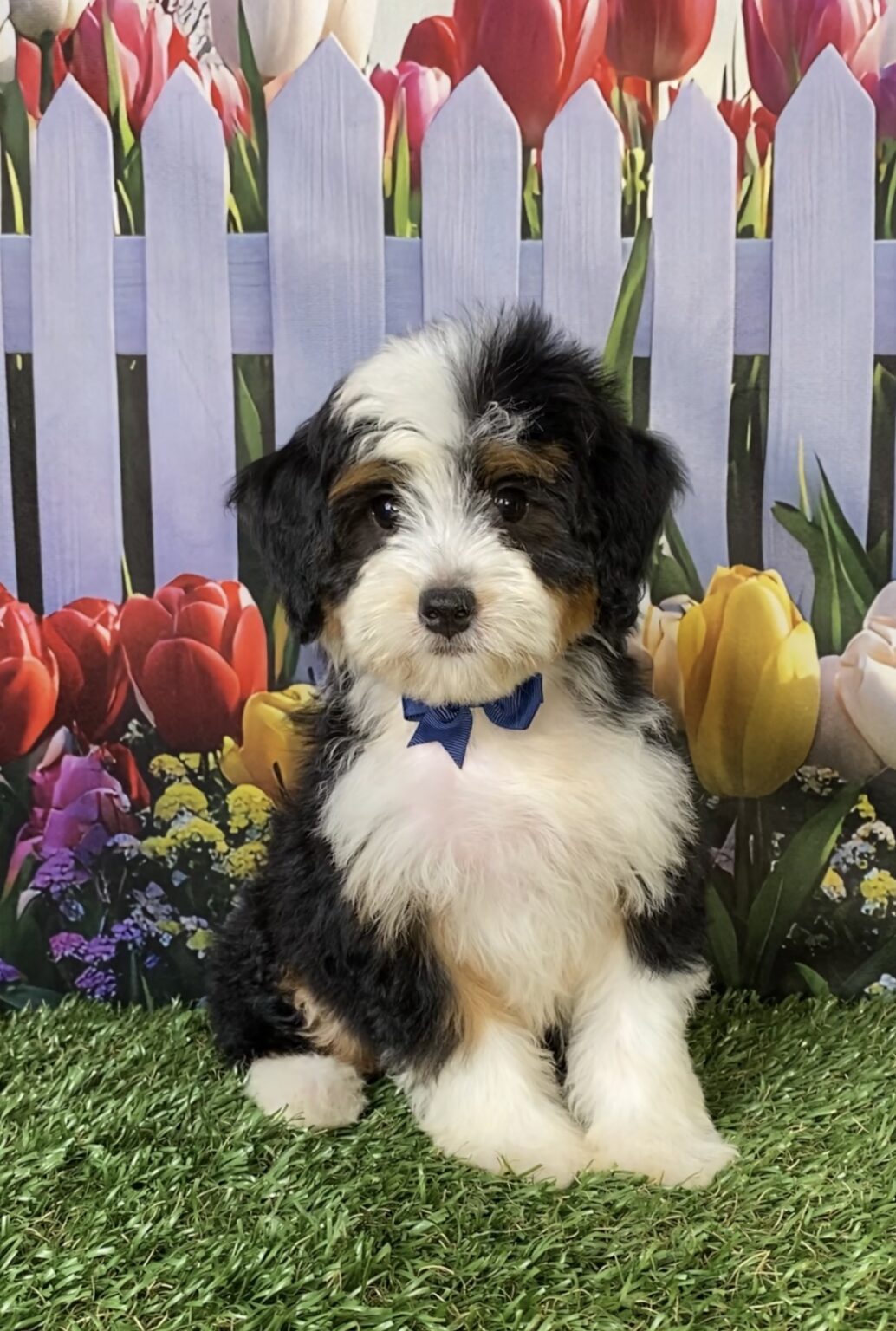 Photo of Mr. Wade the Mini-Bernedoodle puppy