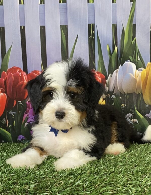 Photo of Mr. Wade the Mini-Bernedoodle puppy