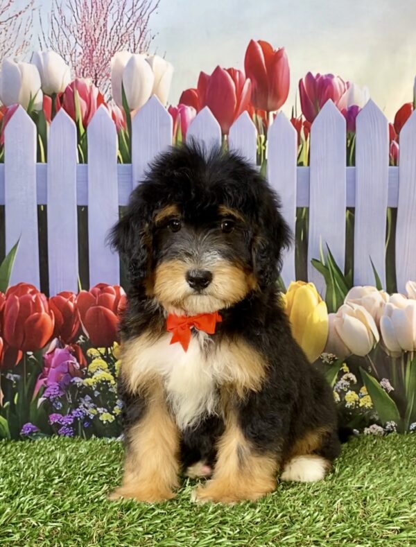 Photo of Mr. Waldo the Mini-Bernedoodle puppy
