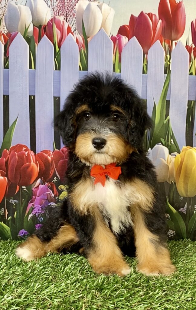 Photo of Mr. Waldo the Mini-Bernedoodle puppy
