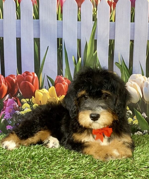 Photo of Mr. Waldo the Mini-Bernedoodle puppy