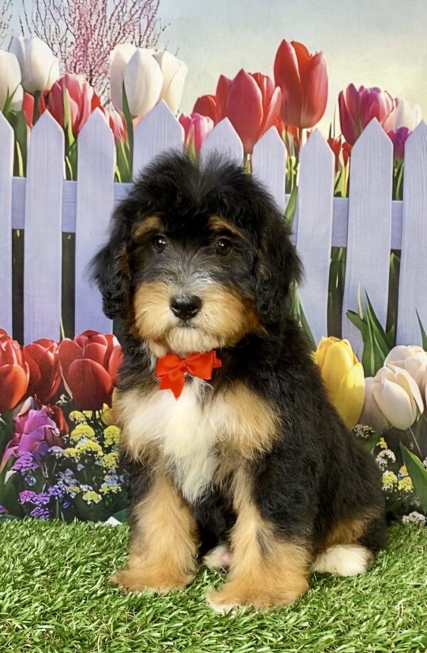 Photo of Mr. Waldo the Mini-Bernedoodle puppy