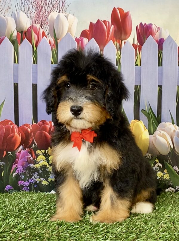 Photo of Mr. Waldo the Mini-Bernedoodle puppy