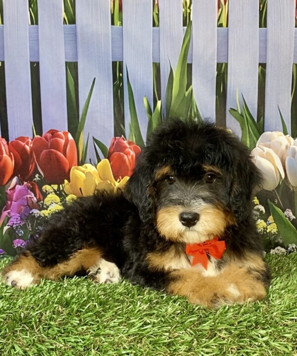 Photo of Mr. Waldo the Mini-Bernedoodle puppy