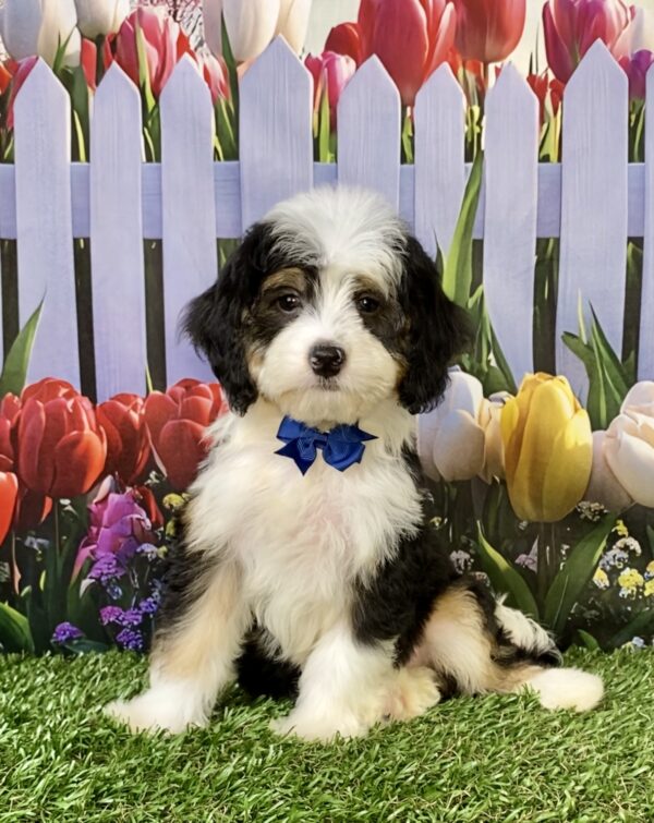 Mr. Warrior the  Mini-Bernedoodle puppy