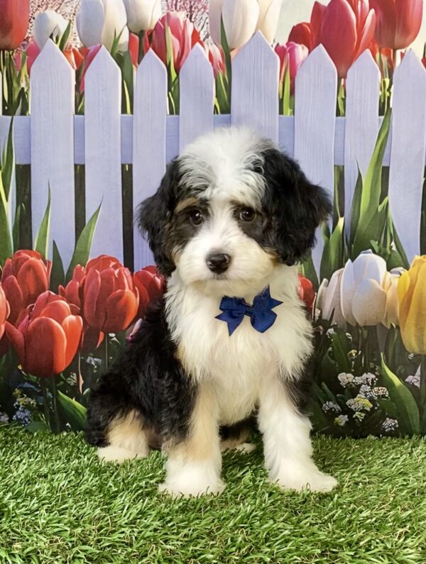 Photo of Mr. Warrior the Mini-Bernedoodle puppy