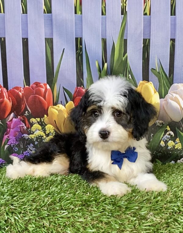 Photo of Mr. Warrior the Mini-Bernedoodle puppy