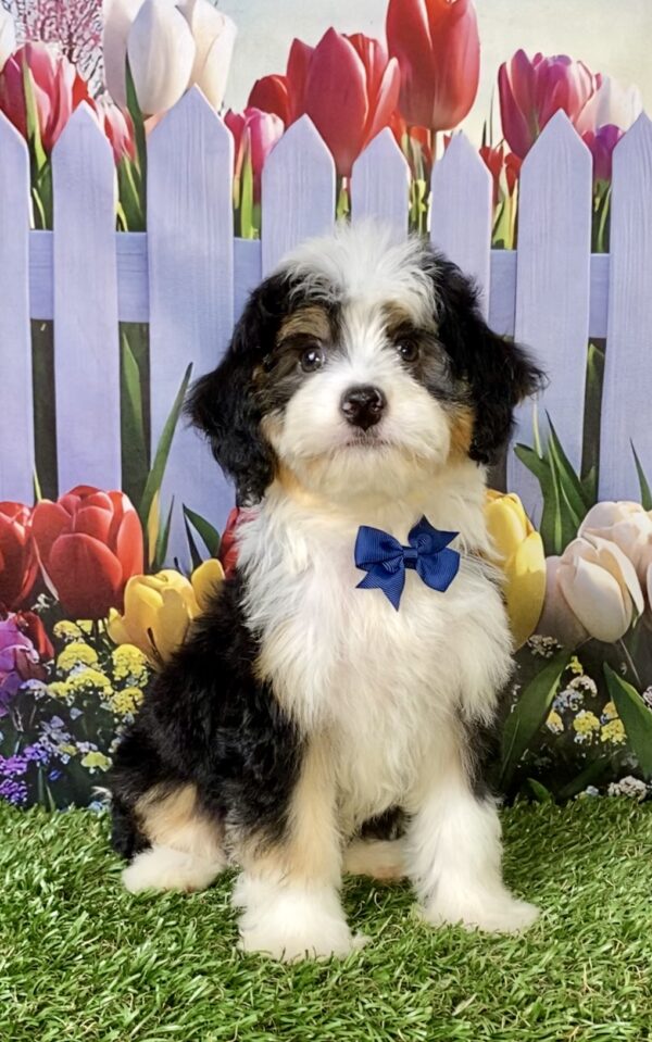 Photo of Mr. Warrior the Mini-Bernedoodle puppy