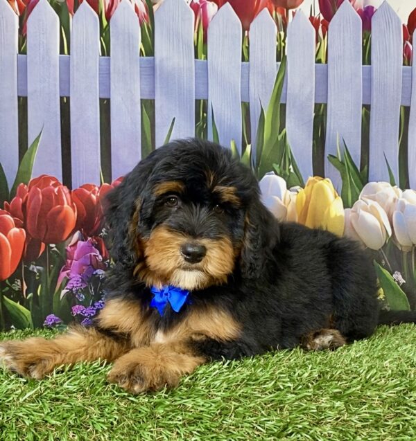 Photo of Mr. Wes the Mini-Bernedoodle puppy