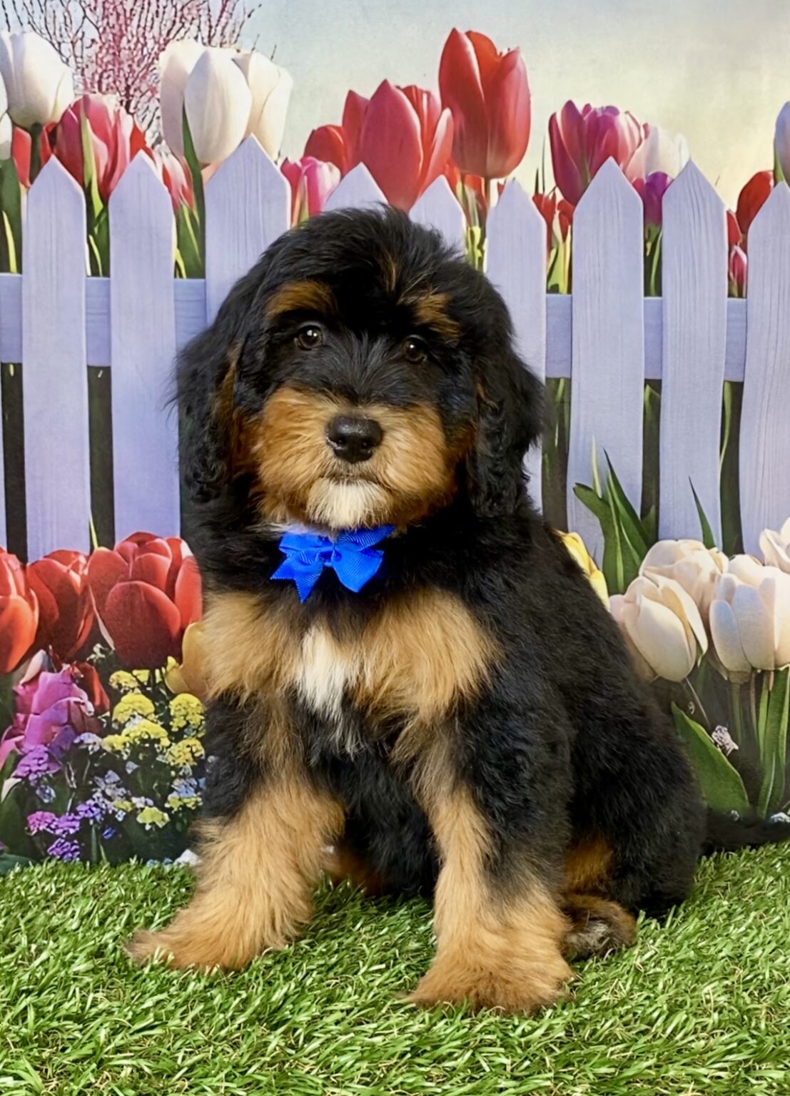 Photo of Mr. Wes the Mini-Bernedoodle puppy