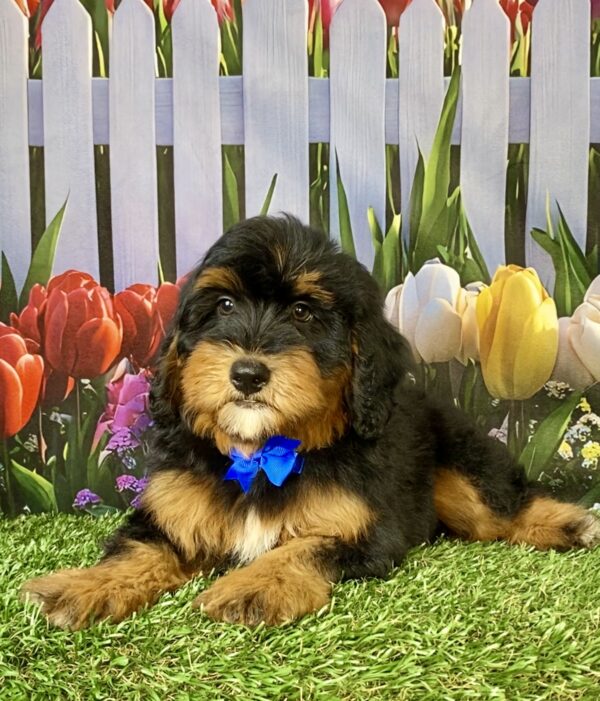 Photo of Mr. Wes the Mini-Bernedoodle puppy