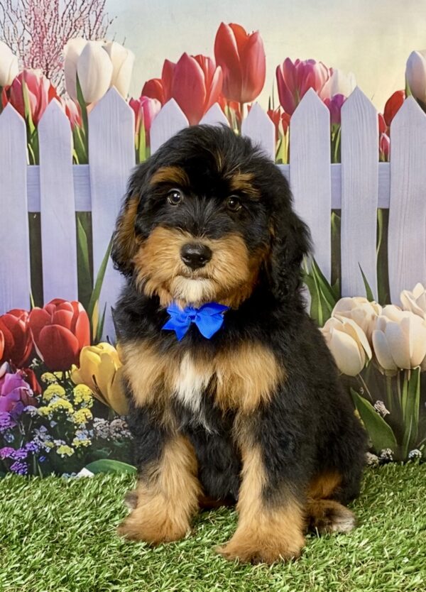 Photo of Mr. Wes the Mini-Bernedoodle puppy