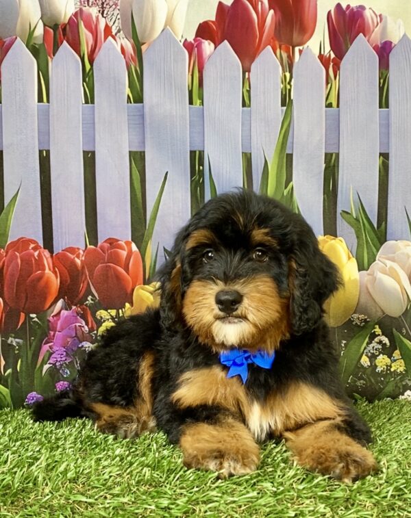 Photo of Mr. Wes the Mini-Bernedoodle puppy
