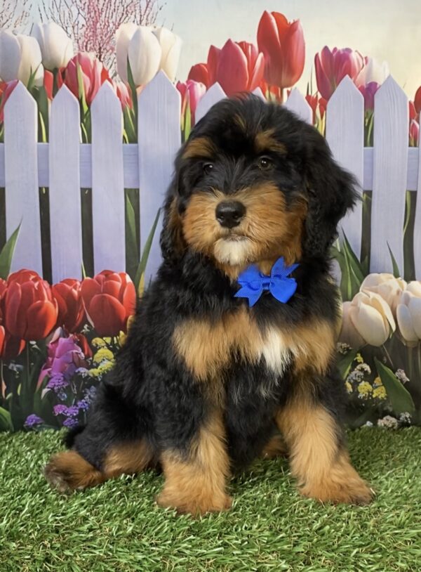 Photo of Mr. Wes the Mini-Bernedoodle puppy