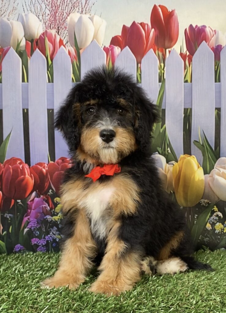 Photo of Mr. Winston the Mini-Bernedoodle puppy